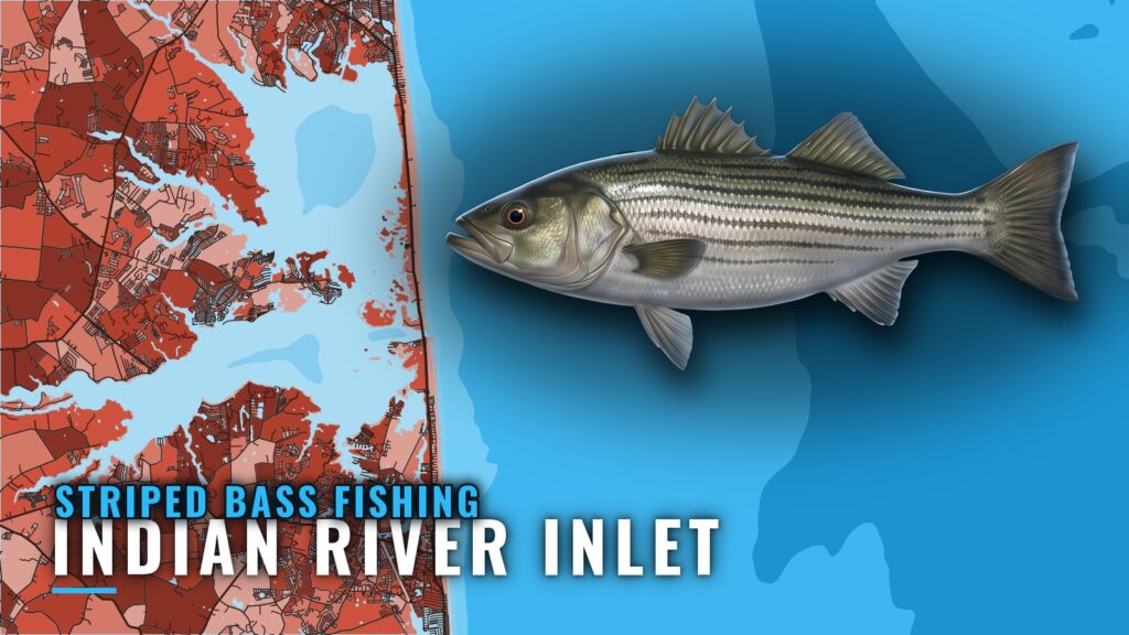 Striped Bass Fishing Out of Indian River Inlet, Delaware