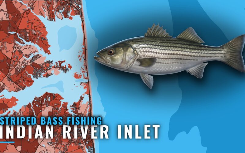 Striped Bass Fishing Out of Indian River Inlet, Delaware