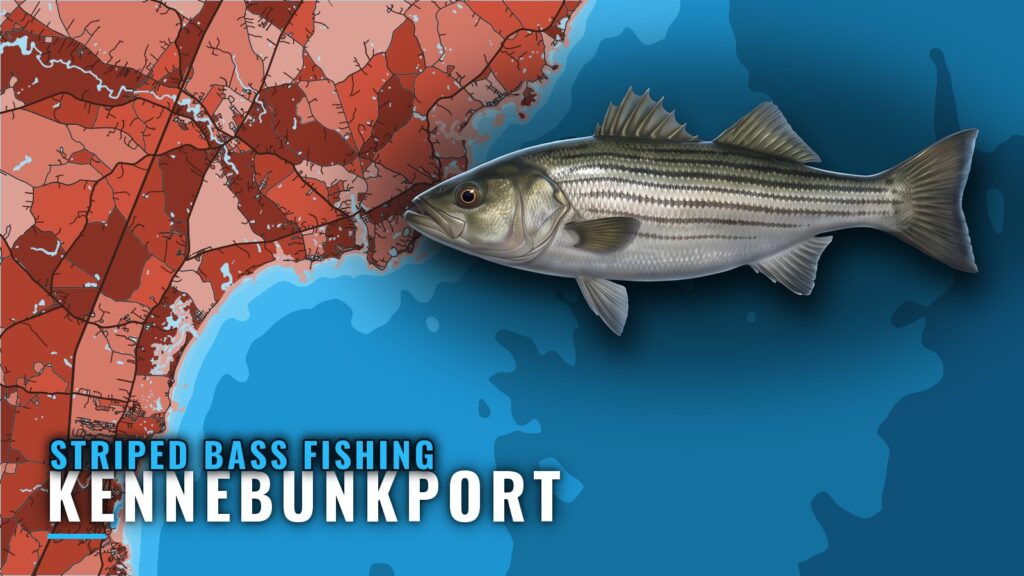 Striped Bass Fishing Out of Kennebunkport, Maine