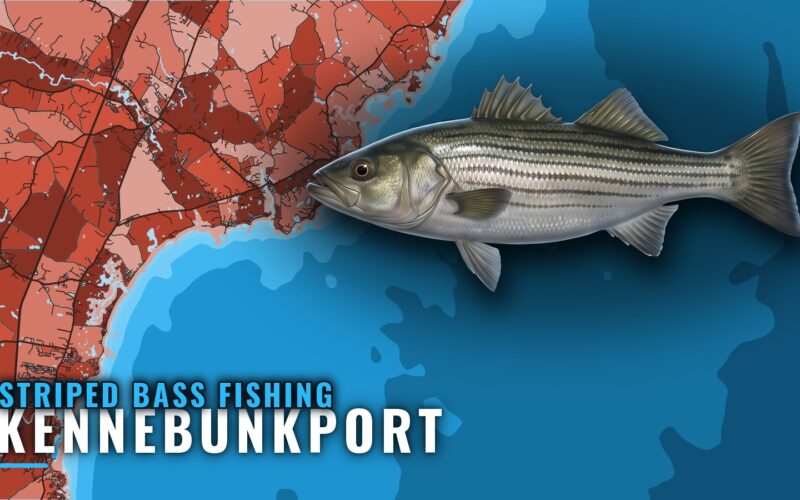 Striped Bass Fishing Out of Kennebunkport, Maine