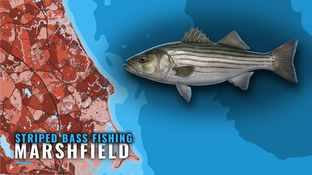 Striped Bass Fishing Out of Marshfield: Seasons and Grounds