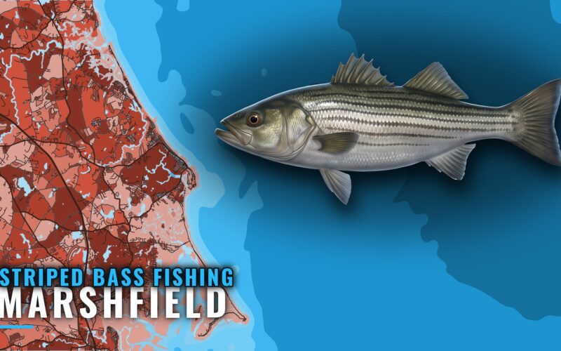 Striped Bass Fishing Out of Marshfield: Seasons and Grounds