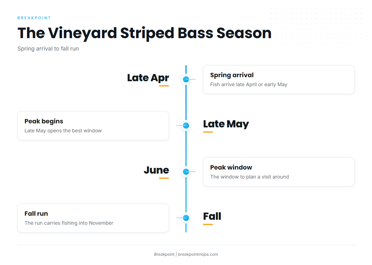 When striped bass are around Martha's Vineyard