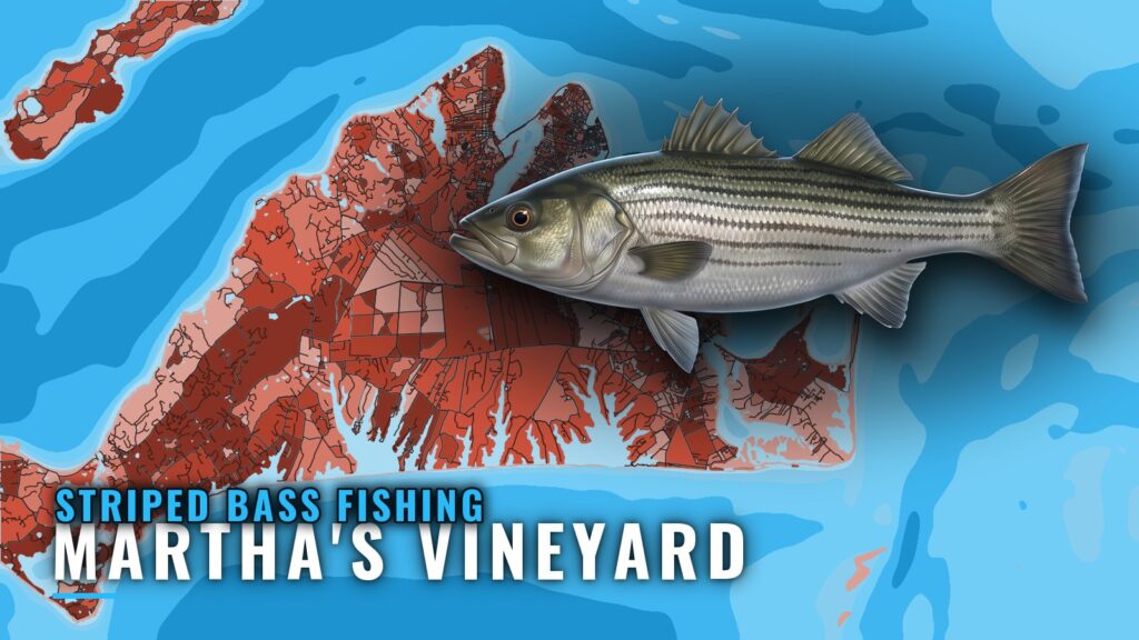 Striped Bass Fishing Out of Martha’s Vineyard: Rips & Shoals