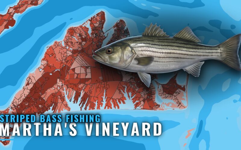 Striped Bass Fishing Out of Martha’s Vineyard: Rips & Shoals