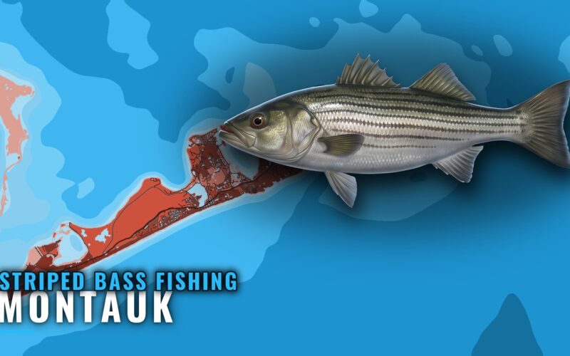 Striped Bass Fishing Out of Montauk: The Point and Grounds