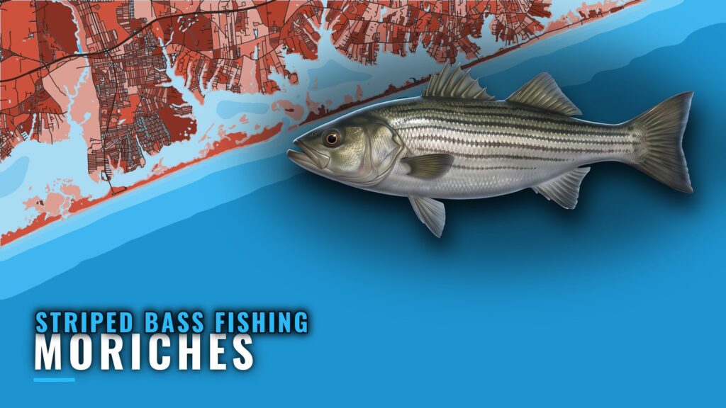 Striped Bass Fishing Out of Moriches: Grounds, Tides, Baits