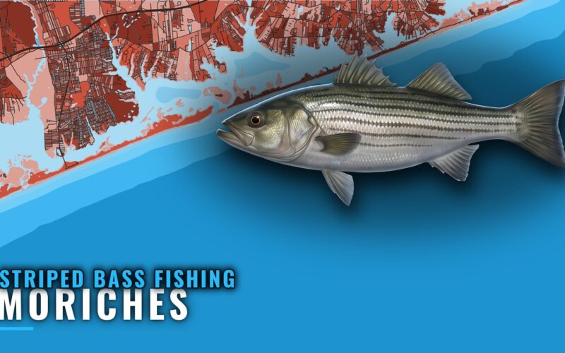 Striped Bass Fishing Out of Moriches: Grounds, Tides, Baits
