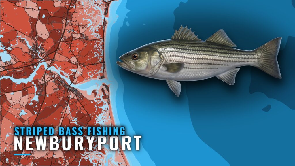 Striped Bass Fishing Out of Newburyport: Grounds and Season