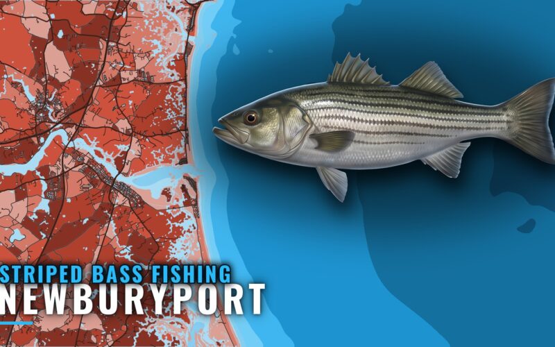 Striped Bass Fishing Out of Newburyport: Grounds and Season