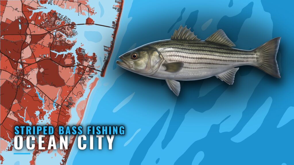 Striped Bass Fishing Out of Ocean City, Maryland
