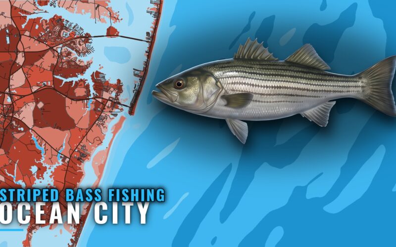 Striped Bass Fishing Out of Ocean City, Maryland