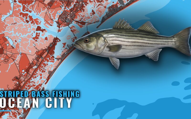 Striped Bass Fishing Out of Ocean City, NJ: Reefs and Runs
