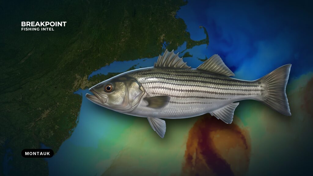 Striped bass fishing off Montauk, New York: rips and runs