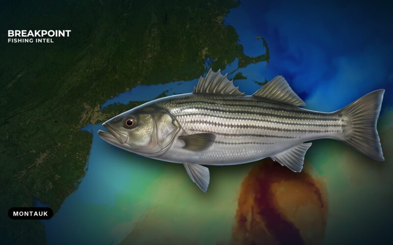 Striped bass fishing off Montauk, New York: rips and runs