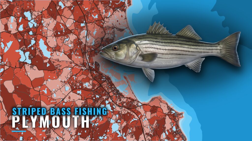 Striped Bass Fishing Out of Plymouth: Season, Runs, Grounds