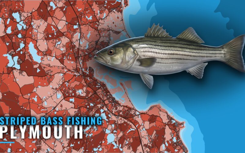 Striped Bass Fishing Out of Plymouth: Season, Runs, Grounds