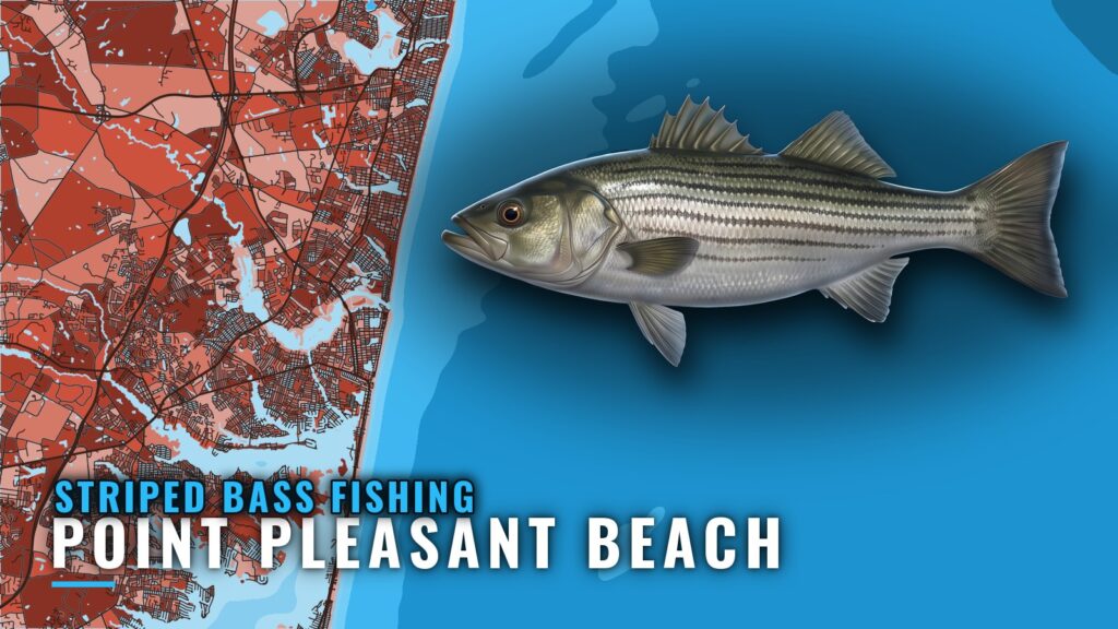 Striped Bass Fishing Out of Point Pleasant Beach, NJ