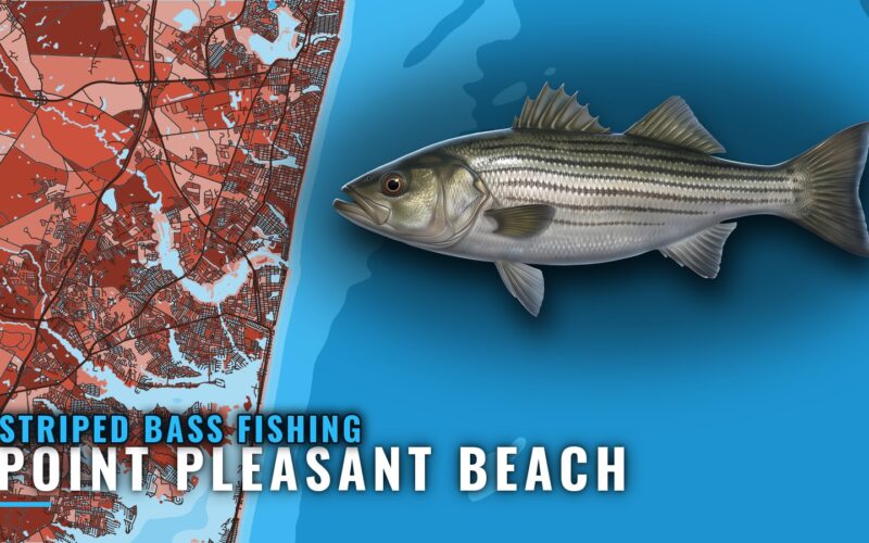 Striped Bass Fishing Out of Point Pleasant Beach, NJ