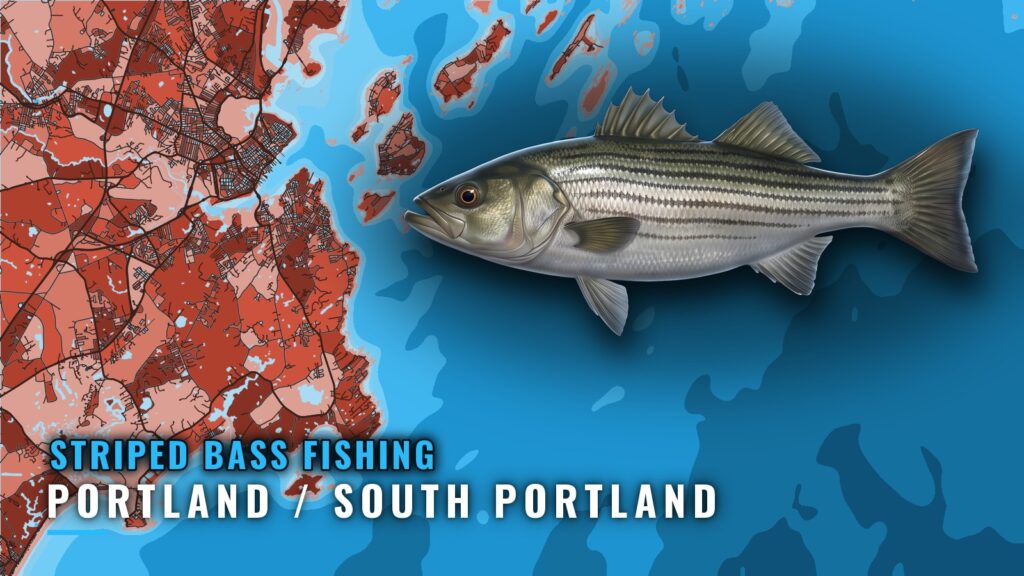 Striped Bass Fishing Out of Portland / South Portland, Maine