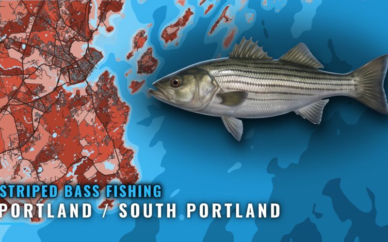 Striped Bass Fishing Out of Portland / South Portland, Maine