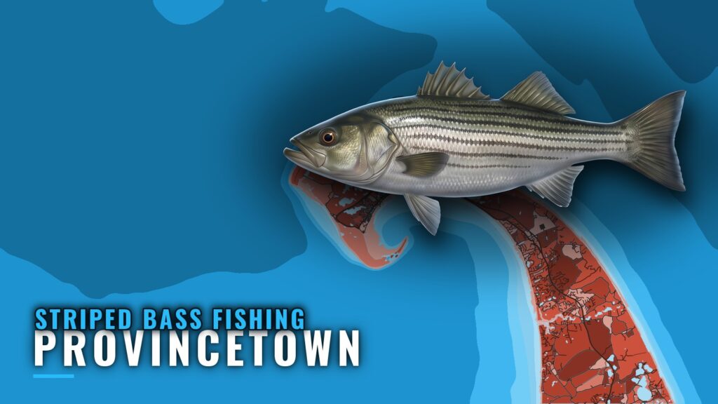 Striped Bass Fishing Out of Provincetown: Where and How