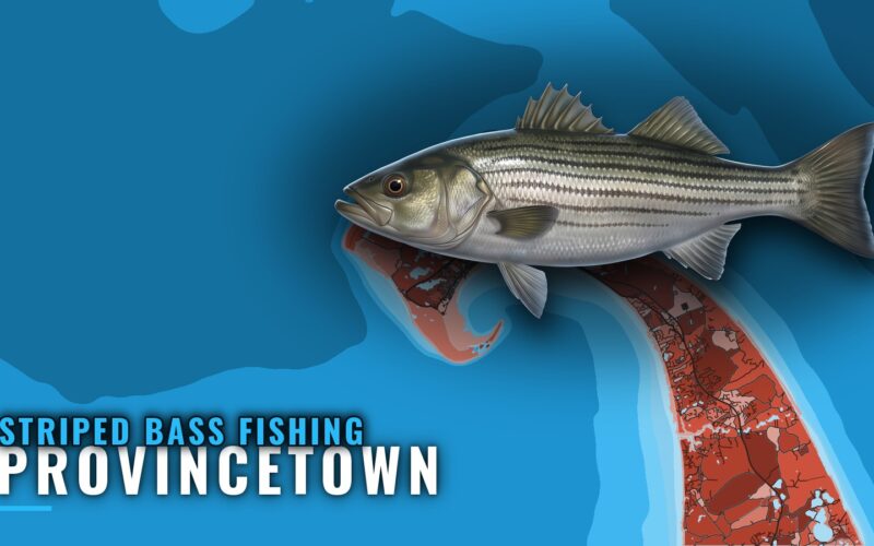 Striped Bass Fishing Out of Provincetown: Where and How