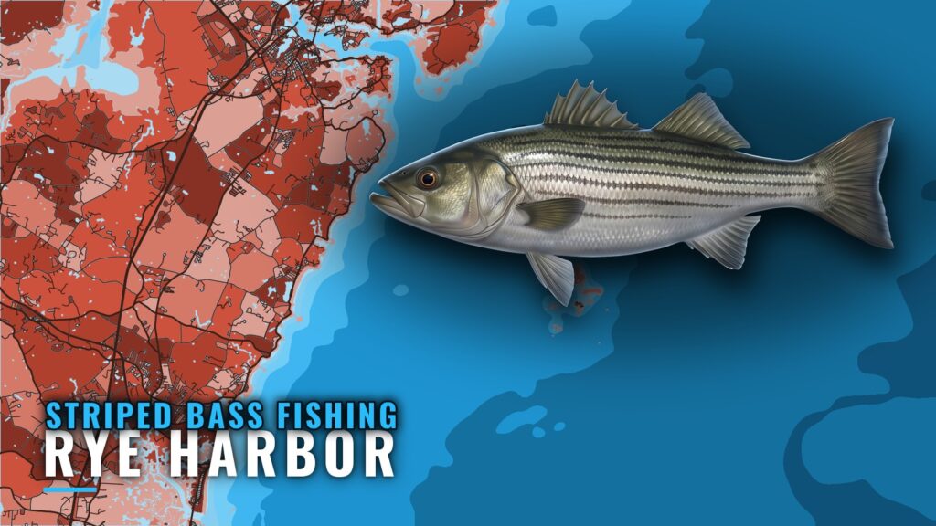 Striped Bass Fishing Out of Rye Harbor, NH: Where and How