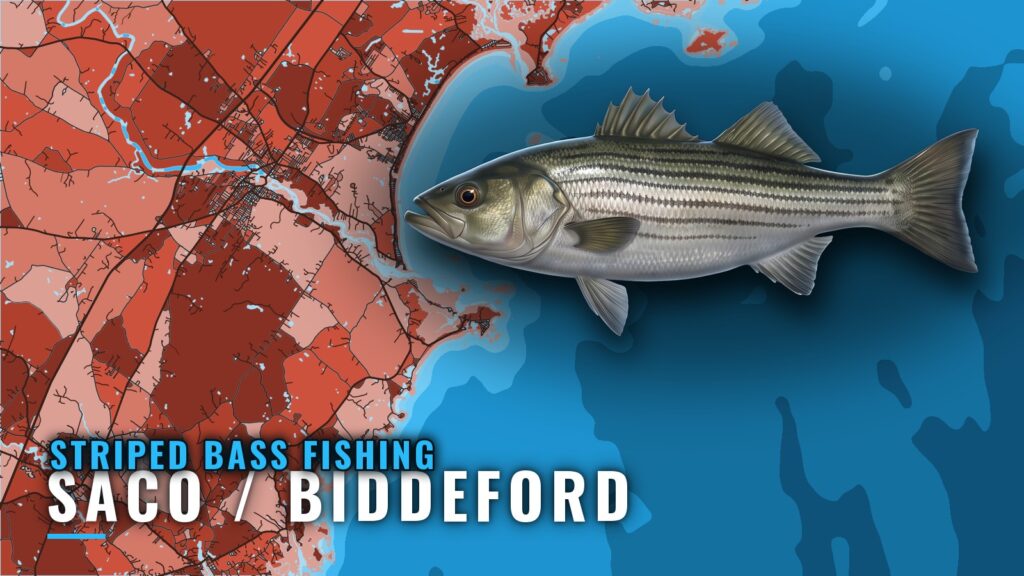 Striped Bass Fishing out of Saco / Biddeford, Maine