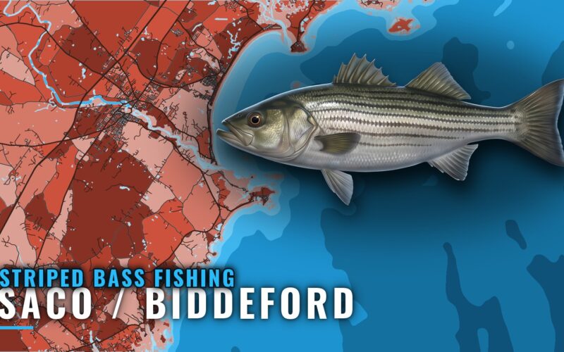 Striped Bass Fishing out of Saco / Biddeford, Maine