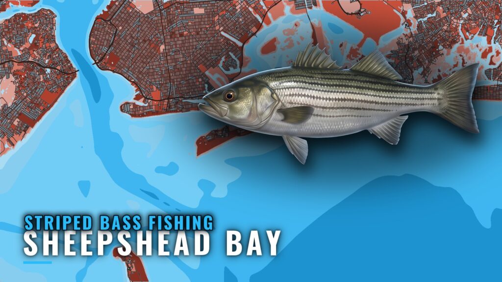Striped Bass Fishing Out of Sheepshead Bay: Where and When