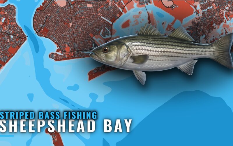 Striped Bass Fishing Out of Sheepshead Bay: Where and When
