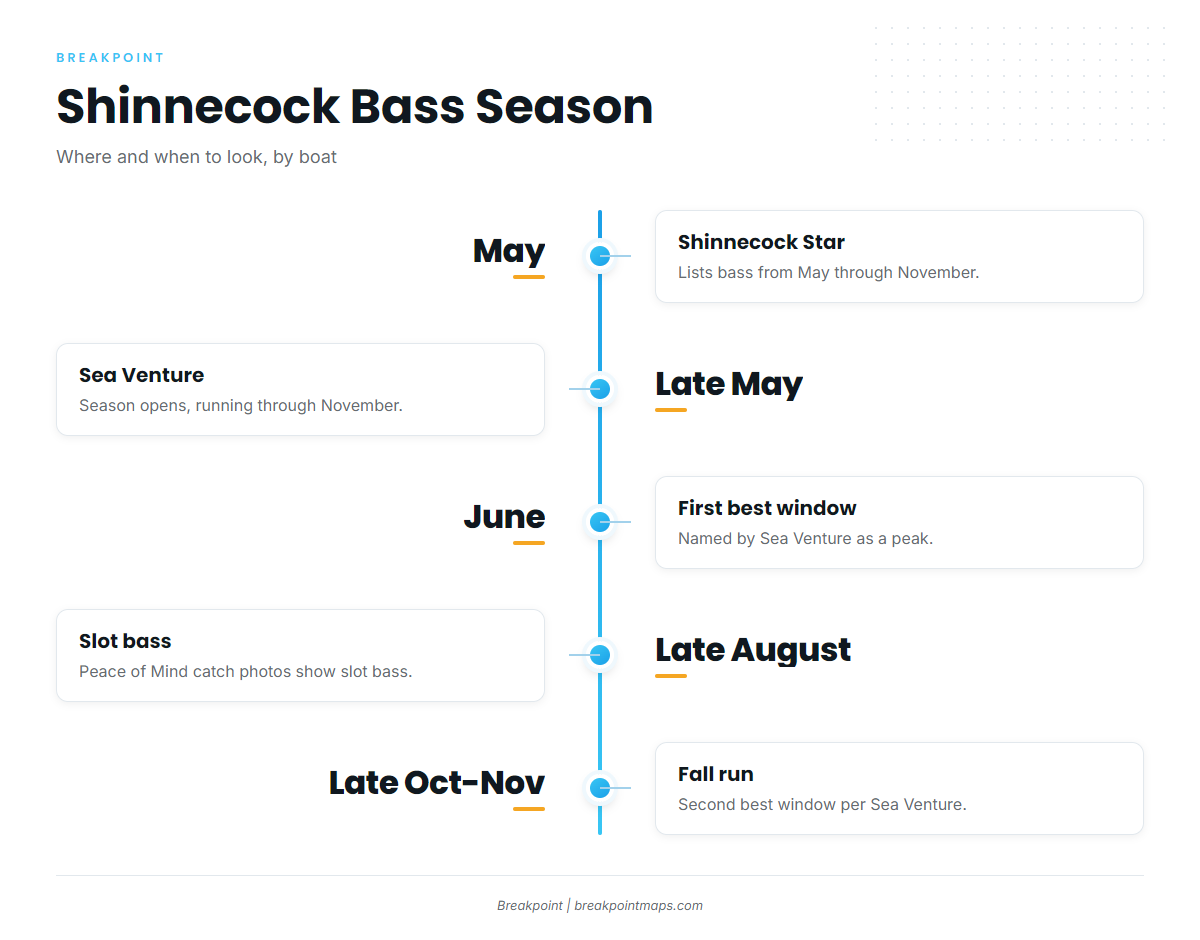 When striped bass are around Shinnecock
