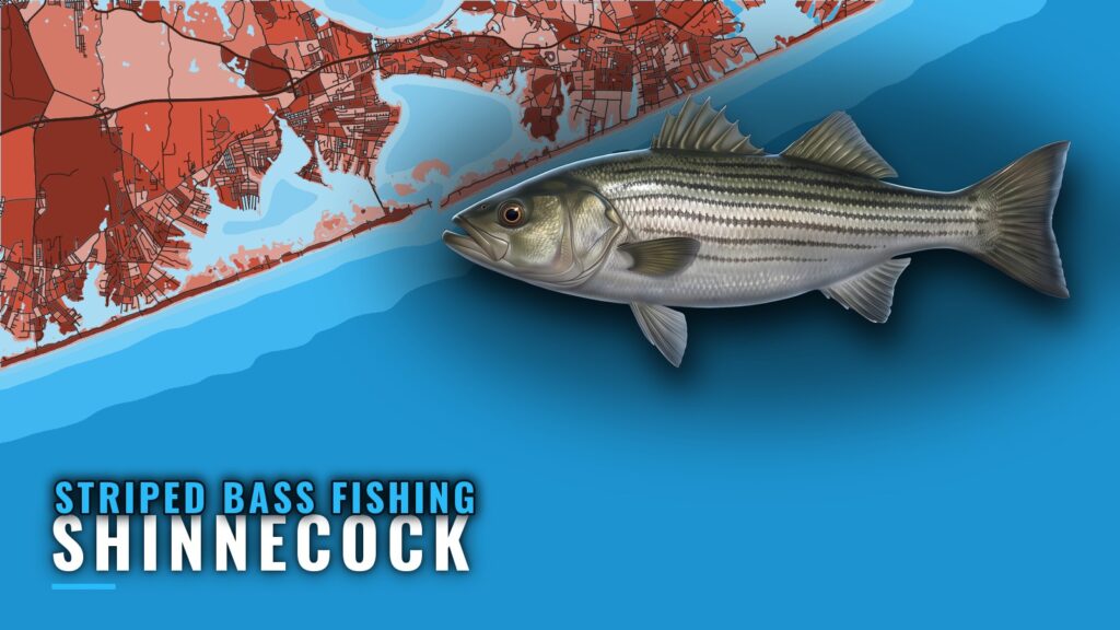 Striped Bass Fishing Out of Shinnecock: Season and Grounds