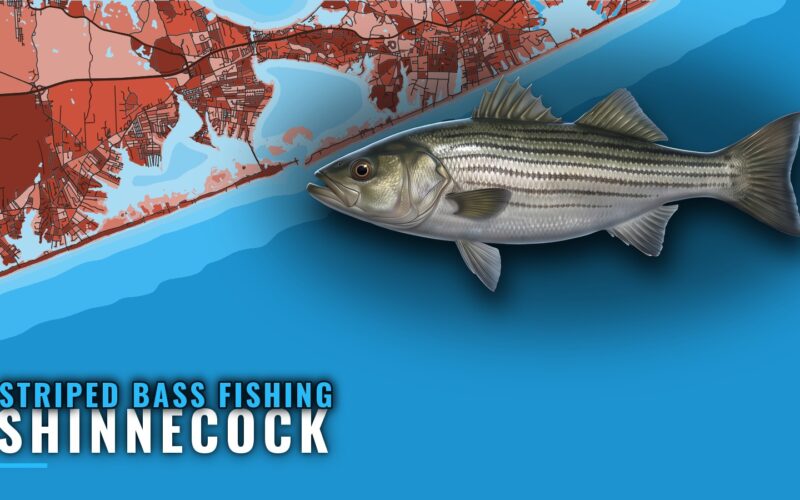 Striped Bass Fishing Out of Shinnecock: Season and Grounds