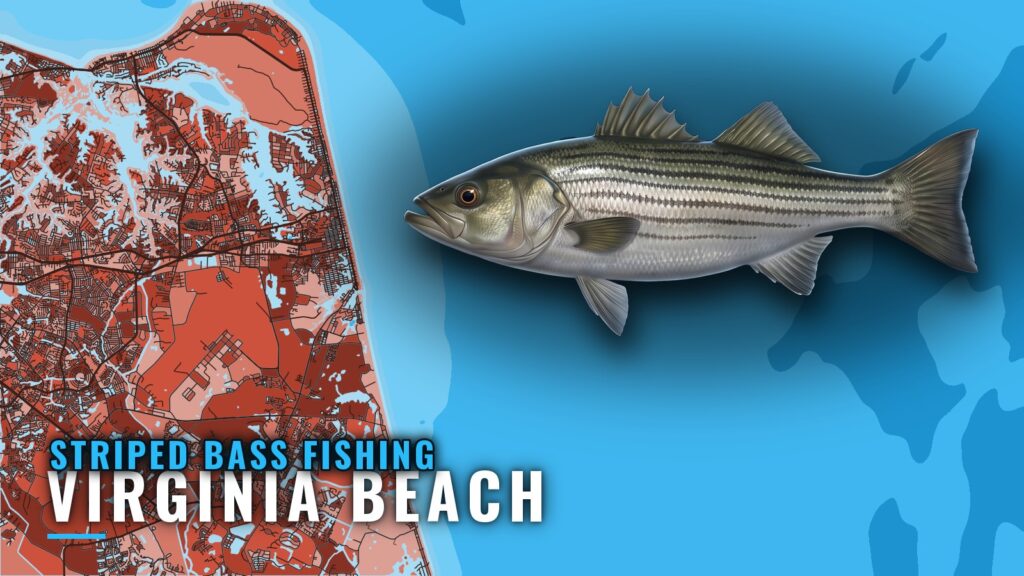 Striped Bass Fishing out of Virginia Beach: Runs and Rigs