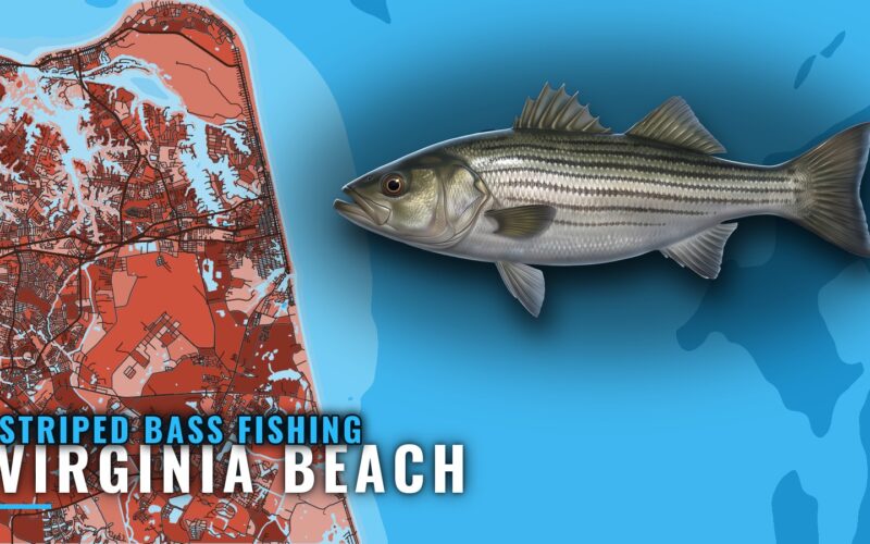 Striped Bass Fishing out of Virginia Beach: Runs and Rigs