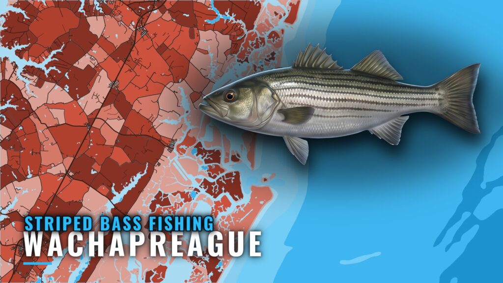 Striped Bass Fishing Out of Wachapreague: Grounds and Tides