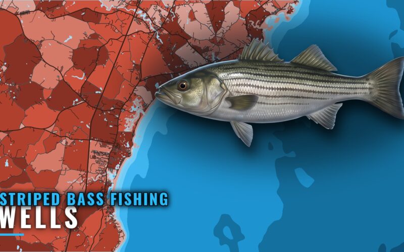 Striped Bass Fishing out of Wells: Runs, Grounds, Bait