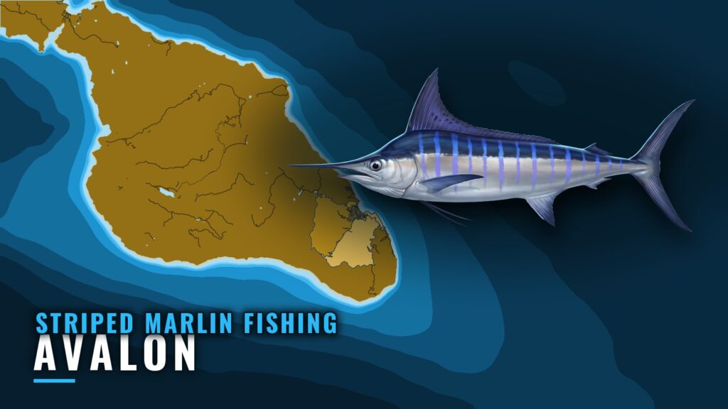 Striped Marlin Fishing Out of Avalon: When, Where, How