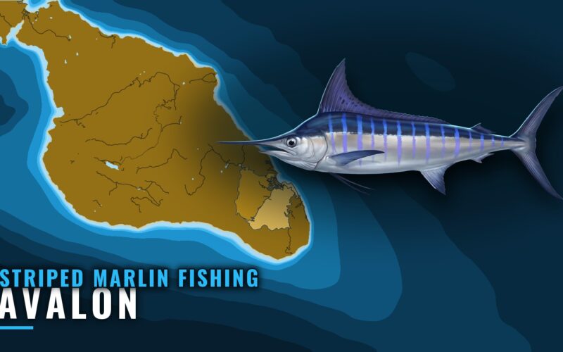 Striped Marlin Fishing Out of Avalon: When, Where, How