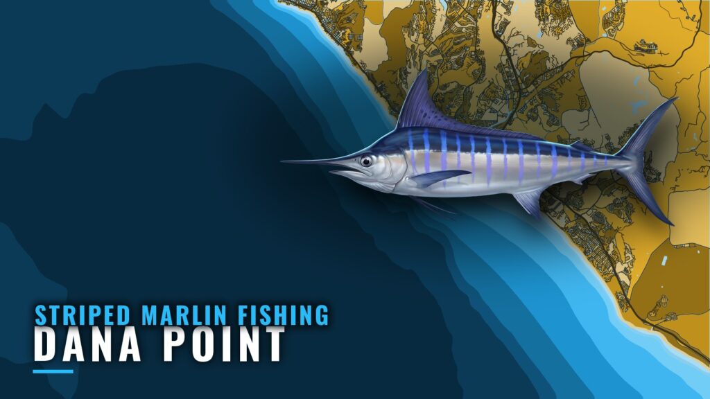 Striped Marlin Fishing Out of Dana Point: Water and Grounds