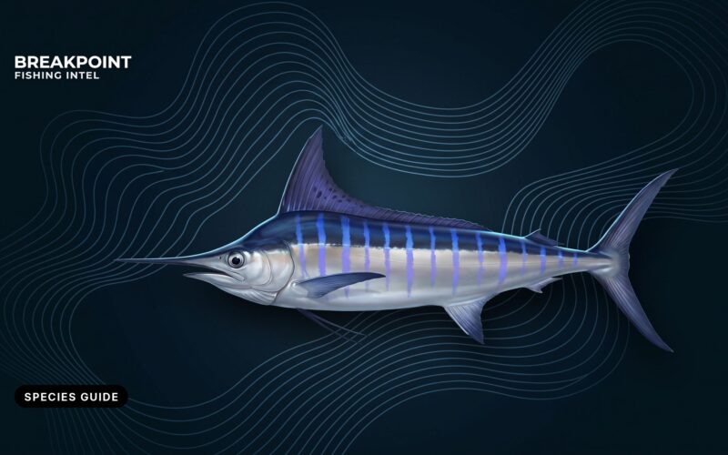 Striped Marlin Fishing Guide: Where, How and the Rules