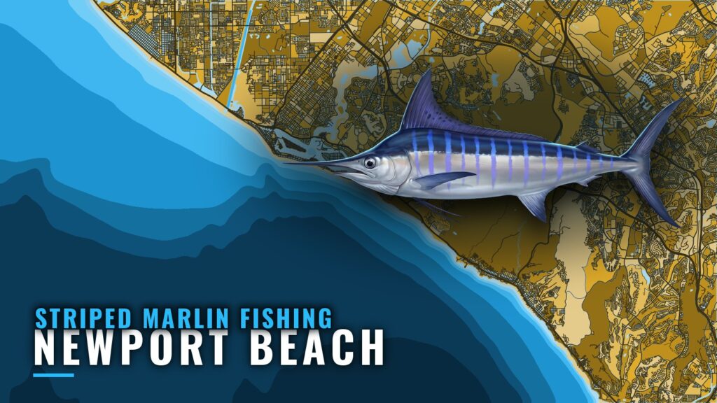 Striped Marlin Fishing Out of Newport Beach: Port Guide
