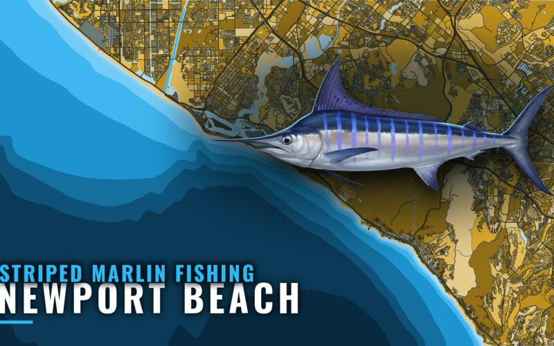Striped Marlin Fishing Out of Newport Beach: Port Guide