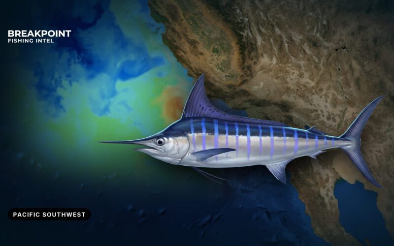 Striped Marlin Fishing in the Pacific Southwest: A Guide