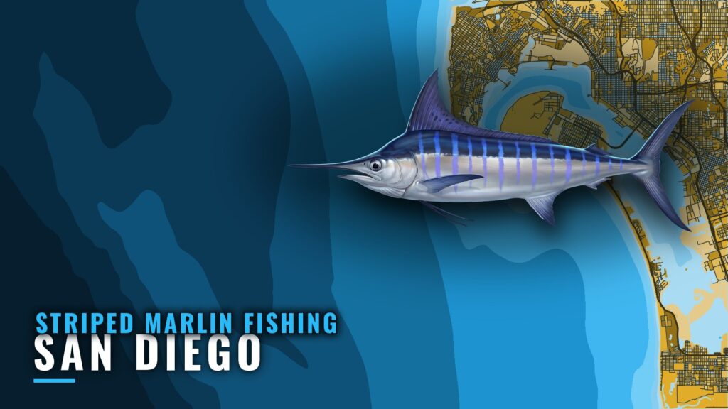 Striped marlin fishing out of San Diego: a port guide
