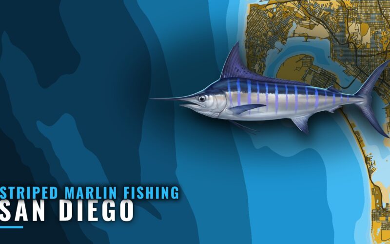 Striped marlin fishing out of San Diego: a port guide