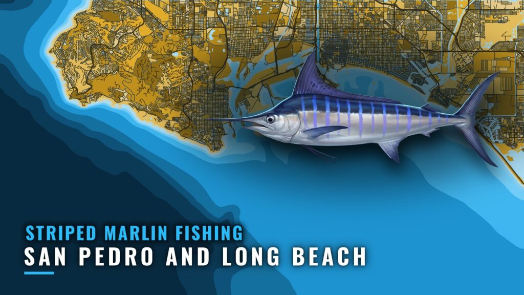 Striped Marlin Fishing out of San Pedro and Long Beach