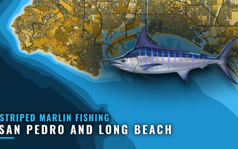 Striped Marlin Fishing out of San Pedro and Long Beach